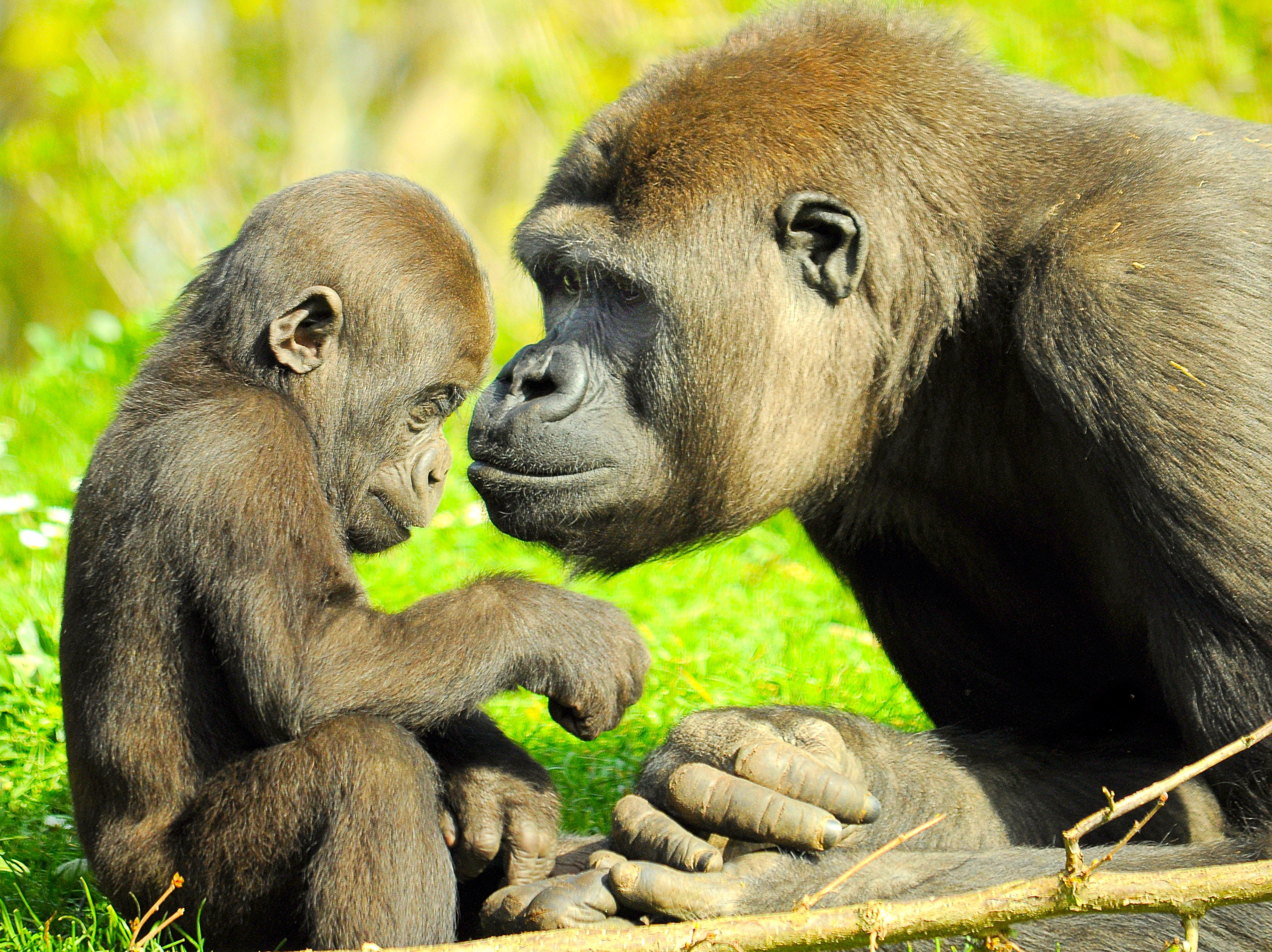 GaiaZOO-Gorillas